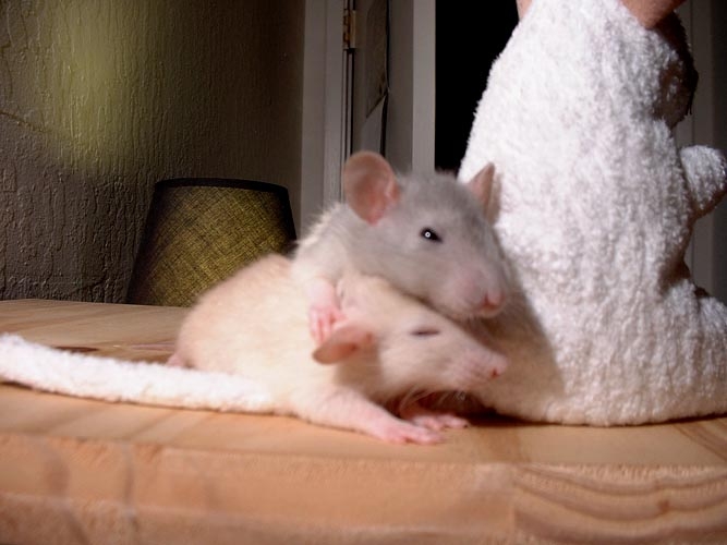 French Fry and Oatmeal  photograph. French Fry & Oatmeal were rat pals and often cuddled