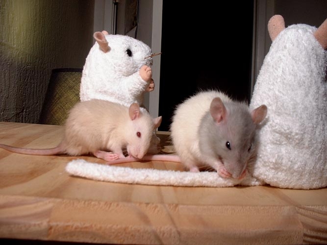 French Fry and Oatmeal  photograph. French Fry & Oatmeal were rat pals