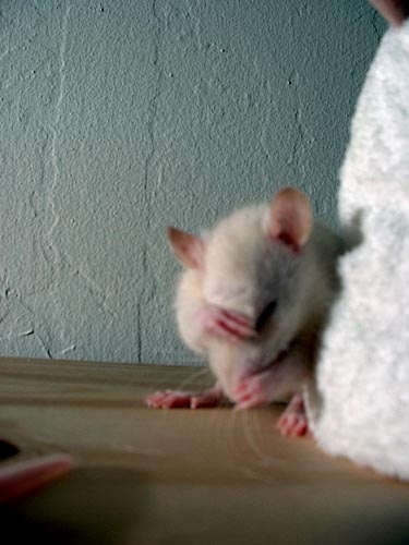French Fry and Oatmeal  photograph. French Fry & Oatmeal were rat pals