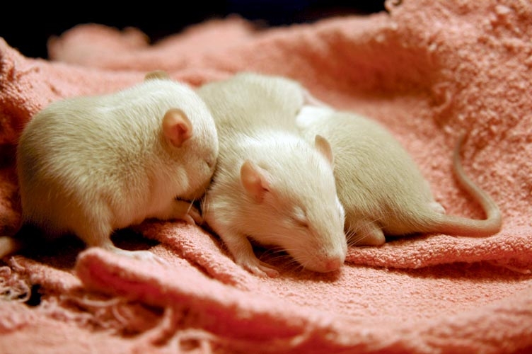 Beige baby rats photograph. 