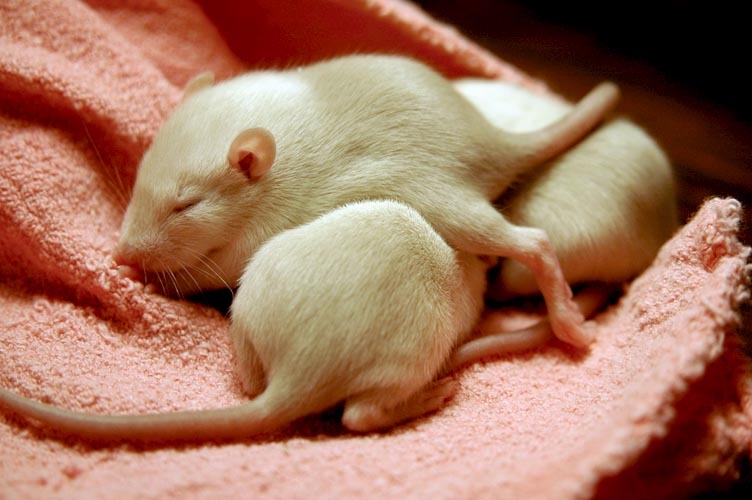 Beige baby rats photograph. 