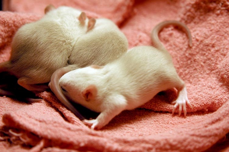 Beige baby rats photograph. 