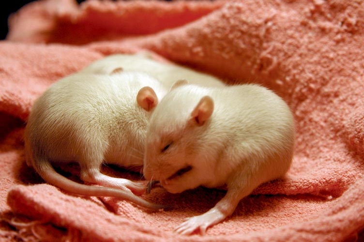Beige baby rats photograph. 