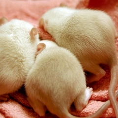 Rat baby butts
