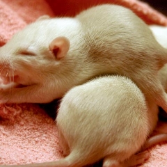Rat baby stretches