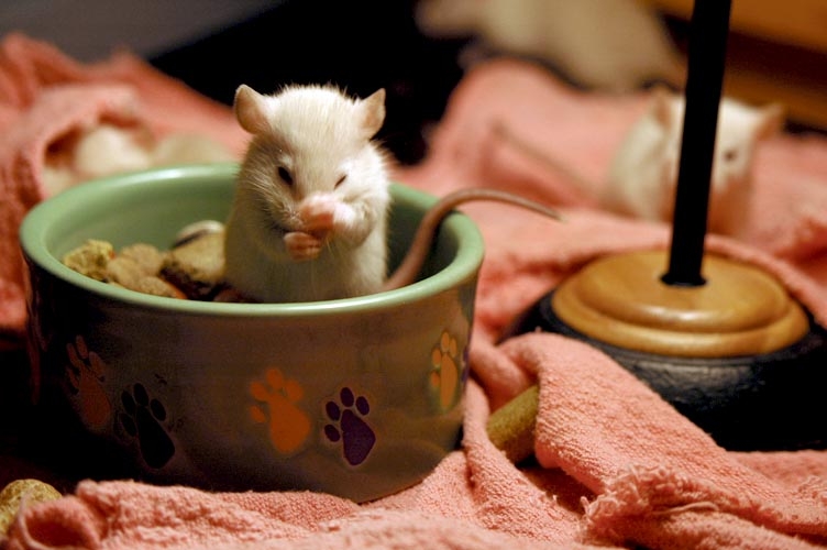 Rats in the foodbowl photograph. 
