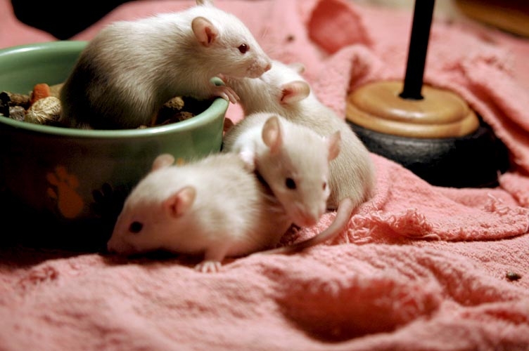 Rats in the foodbowl photograph. 