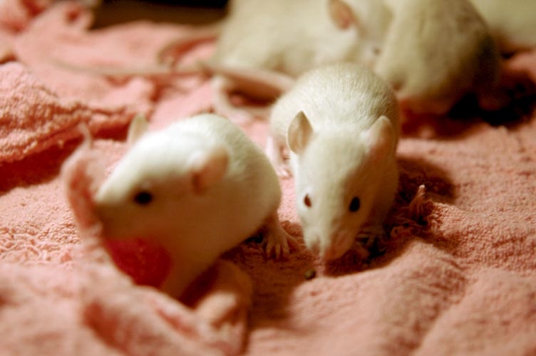 Rats in the foodbowl photograph. 