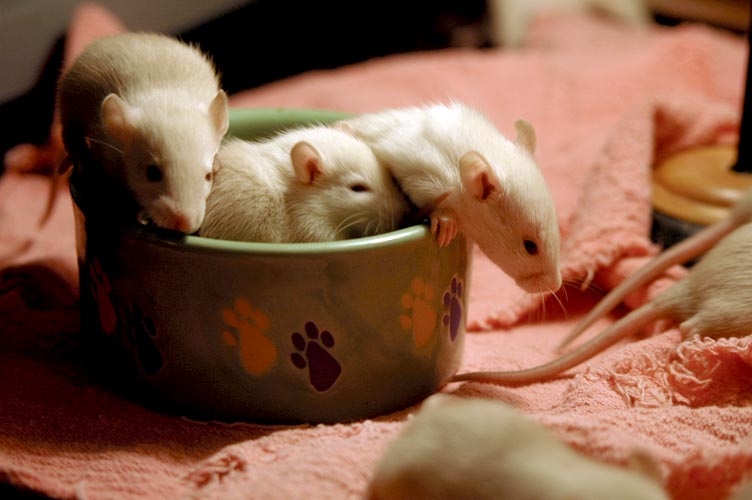 Rats in the foodbowl photograph. 