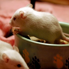Two beige baby rats investigate the food bowl