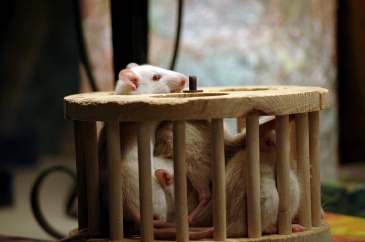 Rats in the playpen photograph. 