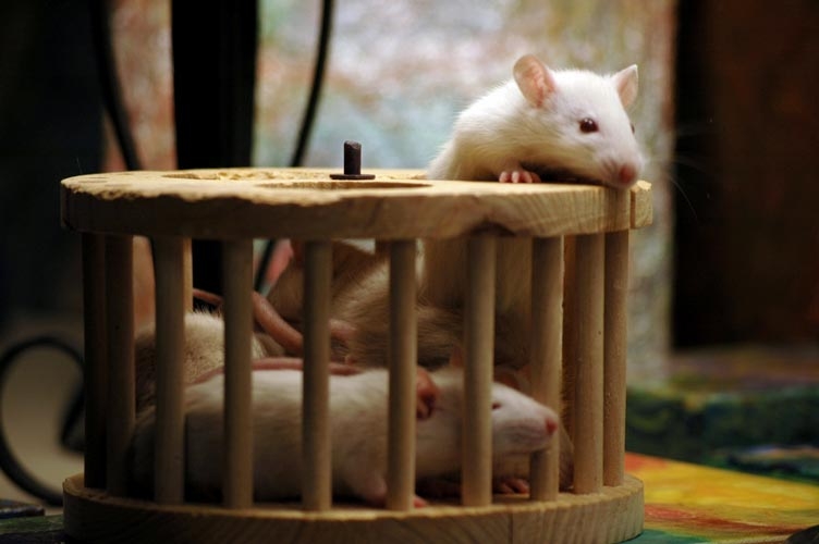 Rats in the playpen photograph. 