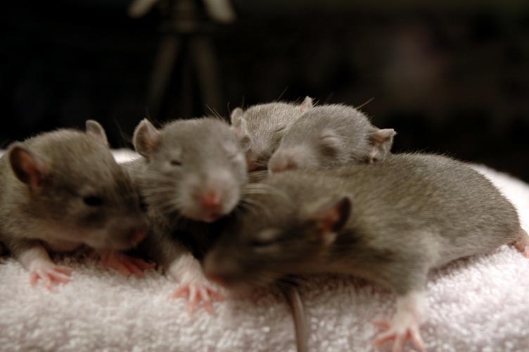 Brown baby rats photograph. Piles of rats are better than single rats.