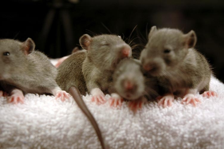 Brown baby rats photograph. It's a conference of rats, making serious decisions. Don't mess with the committee.