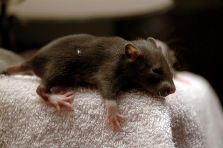 Brown baby rats photograph. He's got some fuzz sticking to him. Look at those white paws!