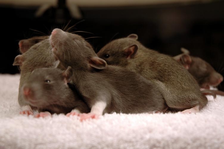 Brown baby rats photograph. One guy needs a stretch.