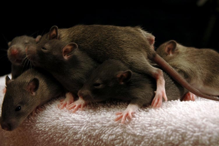 Brown baby rats photograph. They have no compunction about putting a foot in someone else's face.