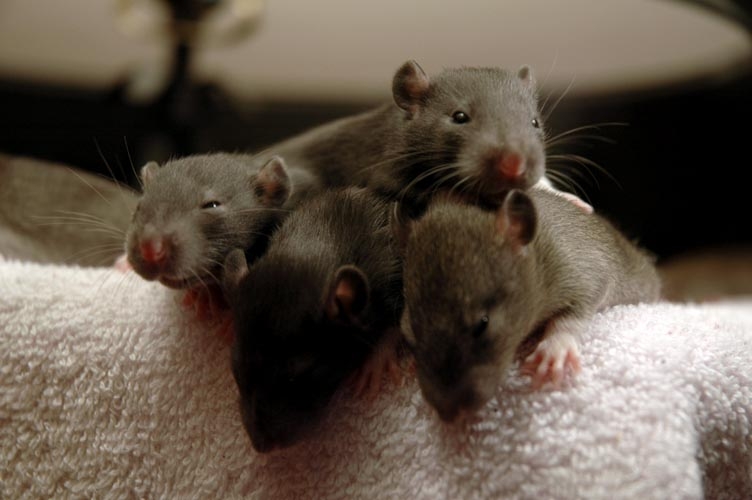Brown baby rats photograph. What's over the edge, they seem so curious