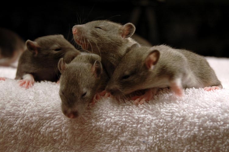 Brown baby rats photograph. They look like they could use some coffee