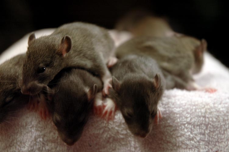 Brown baby rats photograph. One guy is taking a peek while his friends are napping