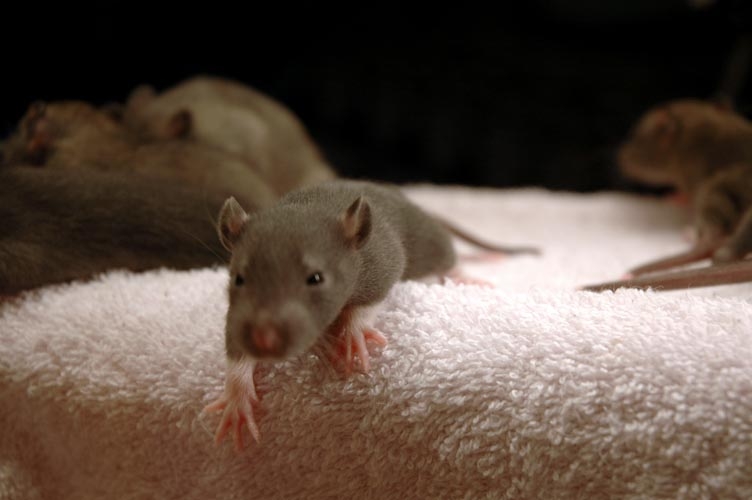 Brown baby rats photograph. Don't fall off the cliff, little guy! Hang tight!