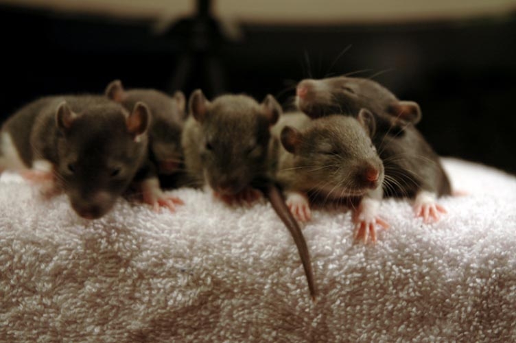Brown baby rats photograph. They are just trying to come up with world policy decisions.
