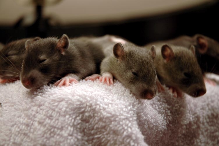 Brown baby rats photograph. It's always either nap time, or adventure time, with the little rat babies. You can never tell what's going to happen next but they are in constant motion. Fortunately they don't move very fast.