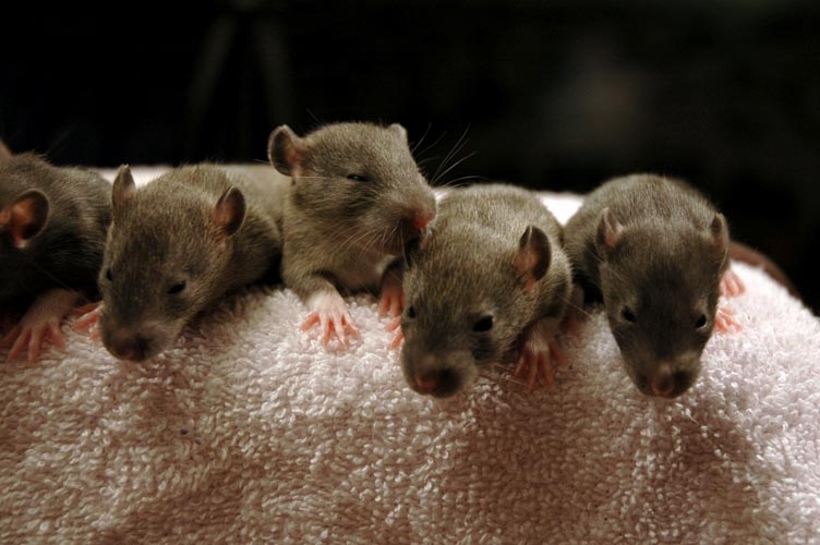 Brown baby rats photograph. They are just opening their eyes at this stage.