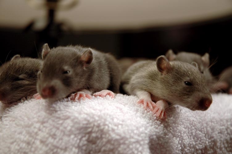 Brown baby rats photograph. What's over the edge? Is it scary down there?