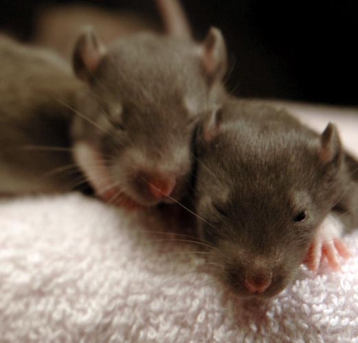 Brown baby rats photograph. Closeup of two friends