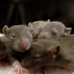 A big pile of brown rat babies