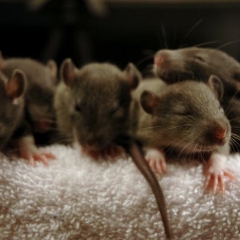 A big pile of brown rat babies
