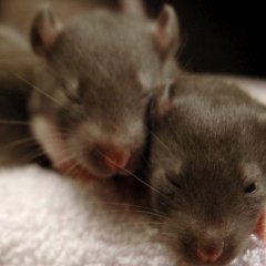 Two sleepy baby rats