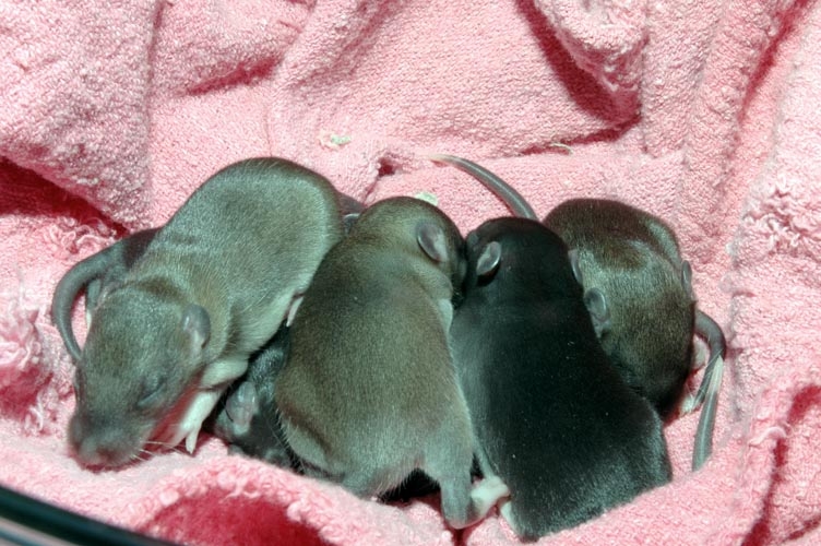 Week-Old Brown Rat Babies photograph. 