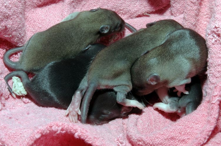 Week-Old Brown Rat Babies photograph. 