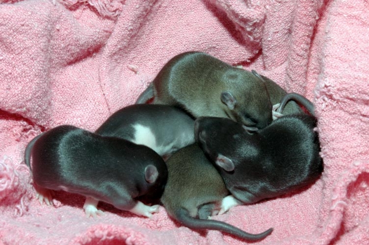Week-Old Brown Rat Babies photograph. 