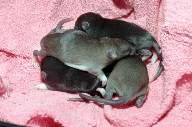 Week-Old Brown Rat Babies photograph. 