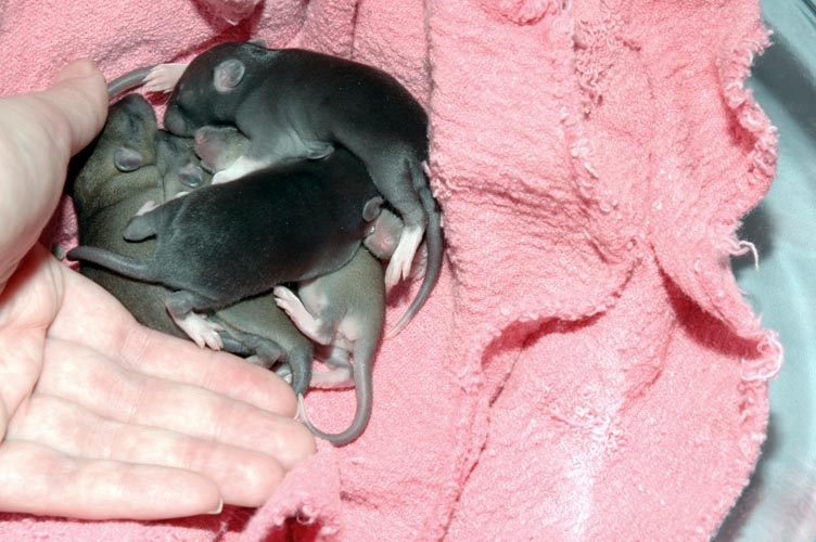 Week-Old Brown Rat Babies photograph. 