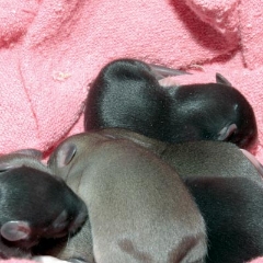 Week-Old Brown Rat Babies