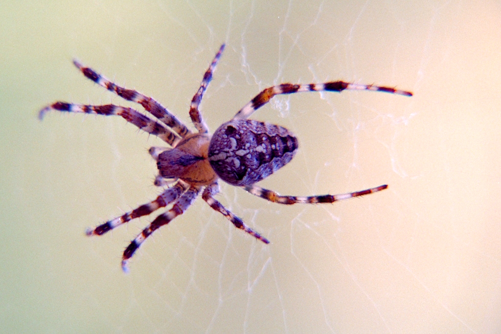 Common Garden Spider Photos Kristen Ankiewicz