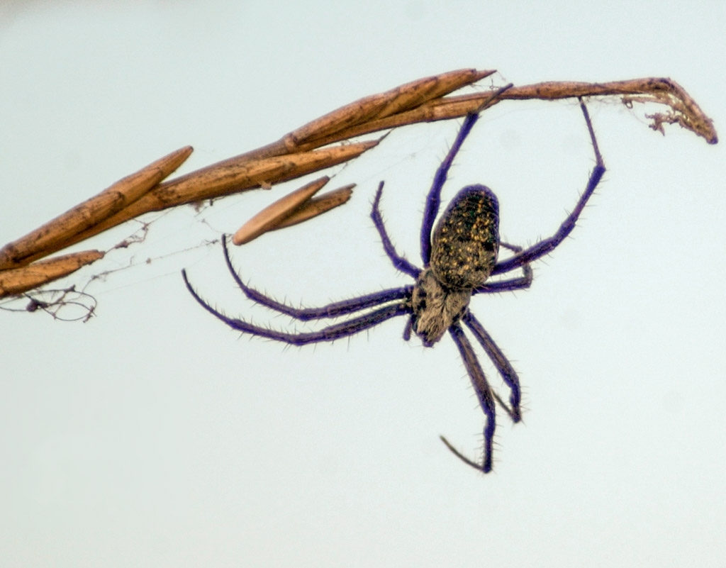 Bugs, spiders, and butterflies photograph. Not sure what this guy is. Hanging off a twig, with hairy bits on his legs, and a very fuzzy looking head and abdomen.