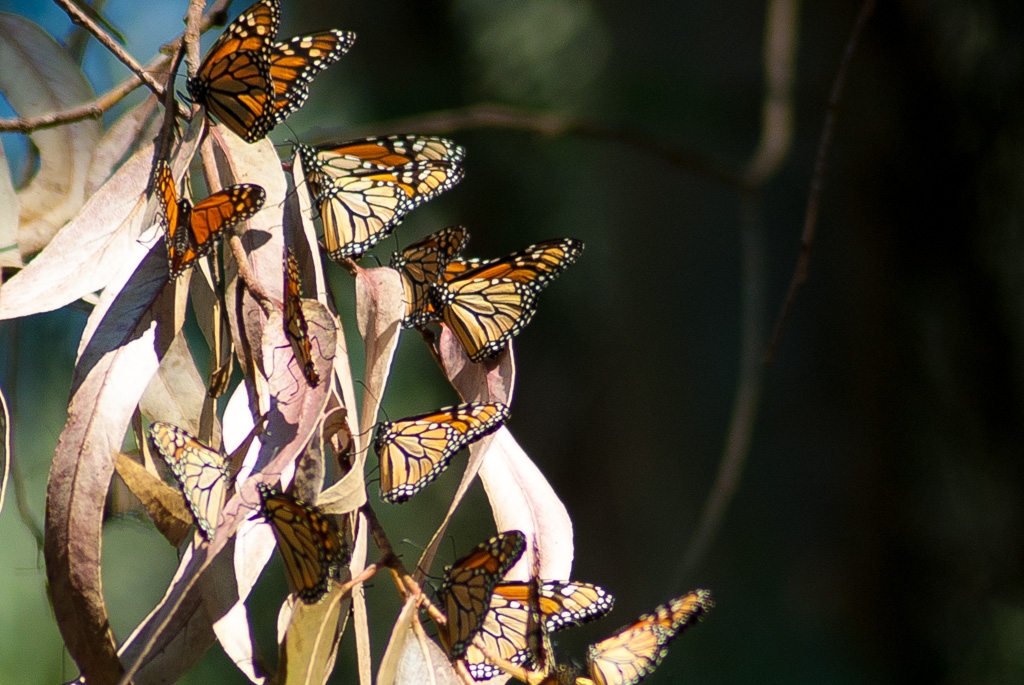 Bugs, spiders, and butterflies photograph. Monarch butterflies gather at this little park as part of their yearly migration.