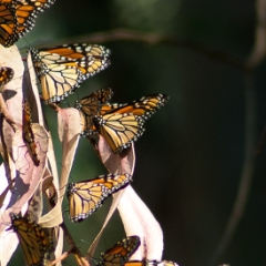 Monarch butterflies in Natural Bridges, Santa Cruz