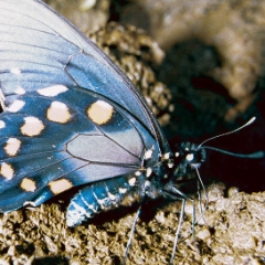 West Virginia butterfly