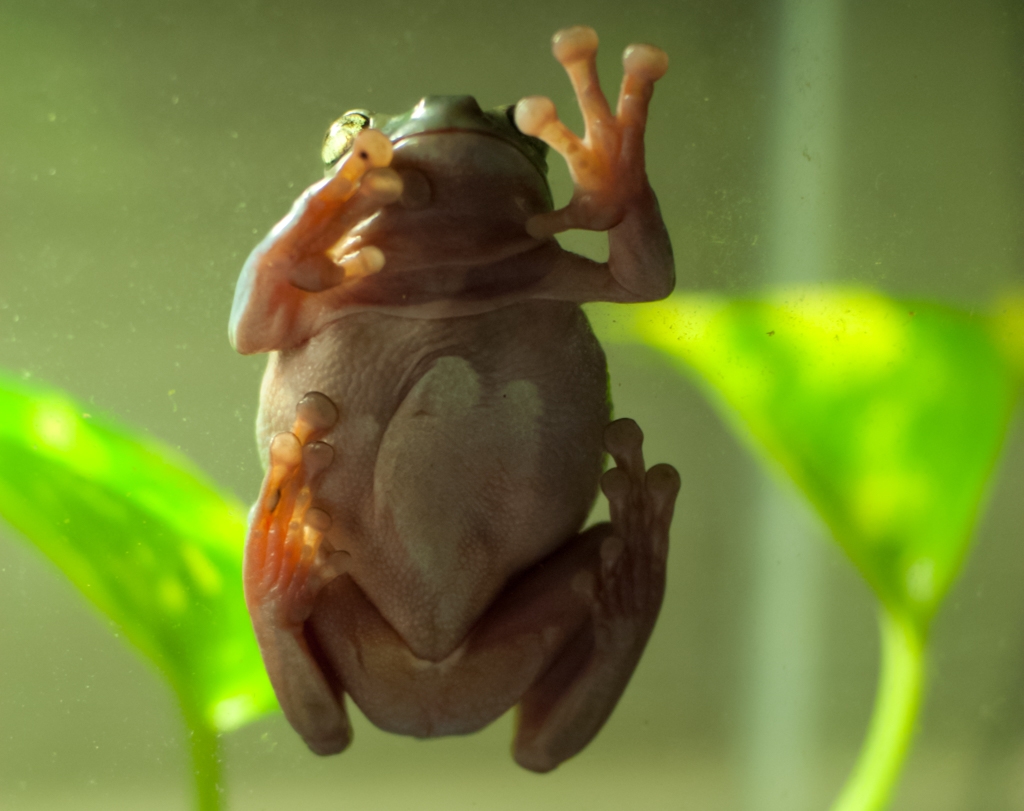 Frogs photograph. The pattern on his belly looks like a heart!