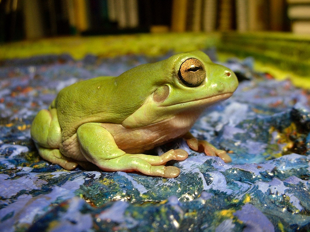 Frogs photograph. He had many colors. Here he is in bright green.