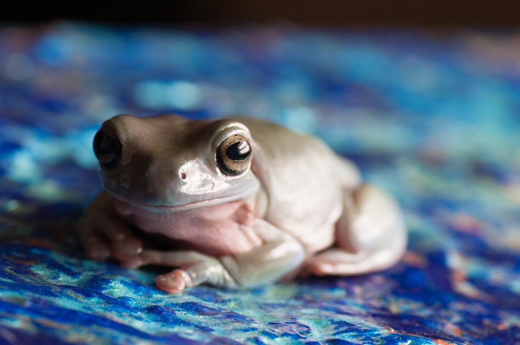 Frogs photograph. My white's tree frog on a blue painting, looking at the camera