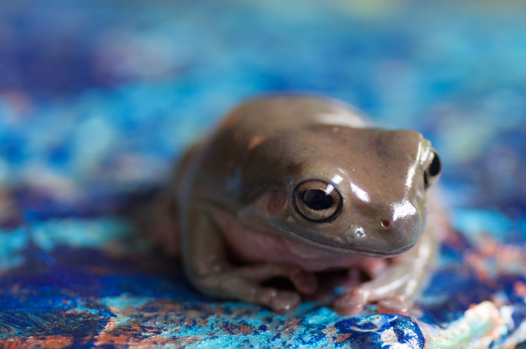 Oops! So sorry, we could not find that just now. Have a frog instead.