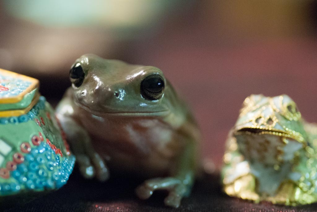 Frogs photograph. He is sitting between a little blue mosaic box and a metal frog.
