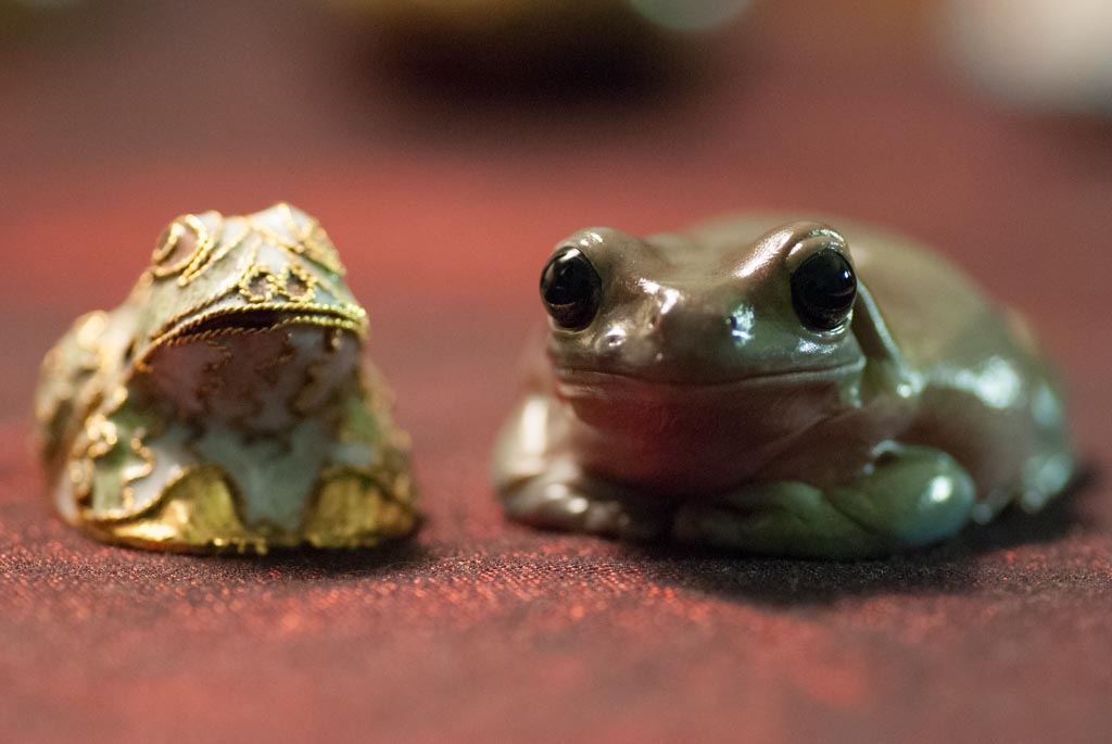 Frogs photograph. Real white's tree frog next to a metal frog. Jabba my pet frog is the one on the right. The metal frog to the left is just a sculpture.